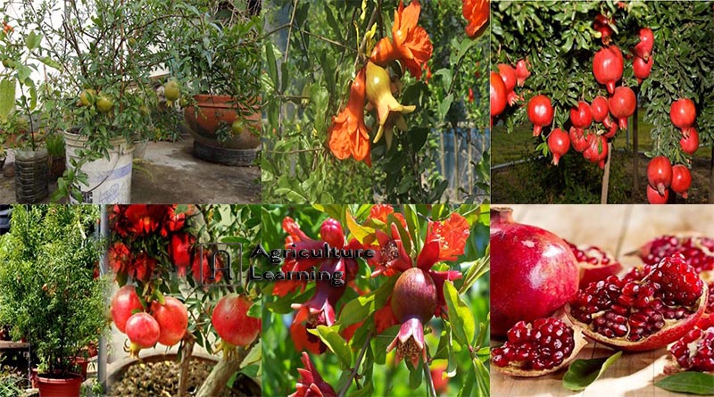 ছাদ বাগানে ডালিম তথা আনার বা বেদানার চাষ পদ্ধতি