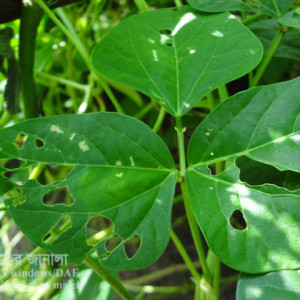 বরবটির ঘাস ফড়িং