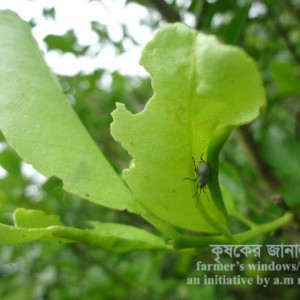 কমলার পাতার উইভিল