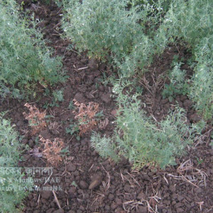 মসুরের গোড়া পচা রোগ