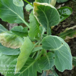 বাঁধাকপির মাথা না হওয়া সমস্যা