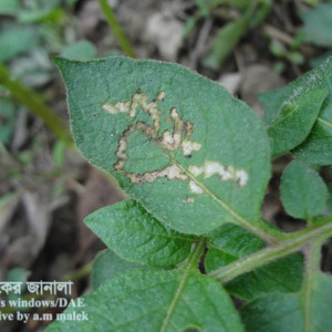 আলুর পাতা সূড়ঙ্গকারী পোকা