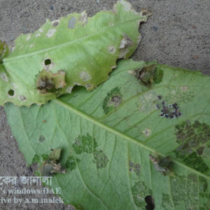 লেবুর ব্যাগ ওয়ার্ম