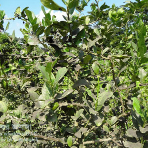 লেবুর সুটিমোল্ড রোগ