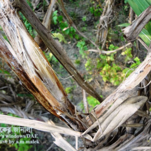 আখের উইল্ট রোগ